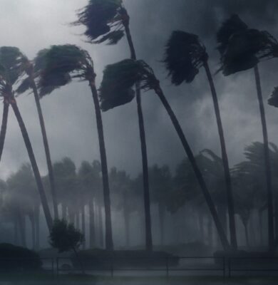 palm-trees-wind-2021-10-14-21-11-58-utc