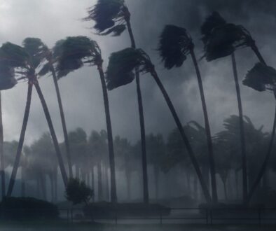 palm-trees-wind-2021-10-14-21-11-58-utc
